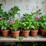 Créer un herbier mural : méthode complète en 6 étapes